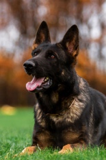 Dakota von Neo Karthago